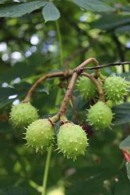 Aesculus hipocastanum - jírovec maďal - plod (34)